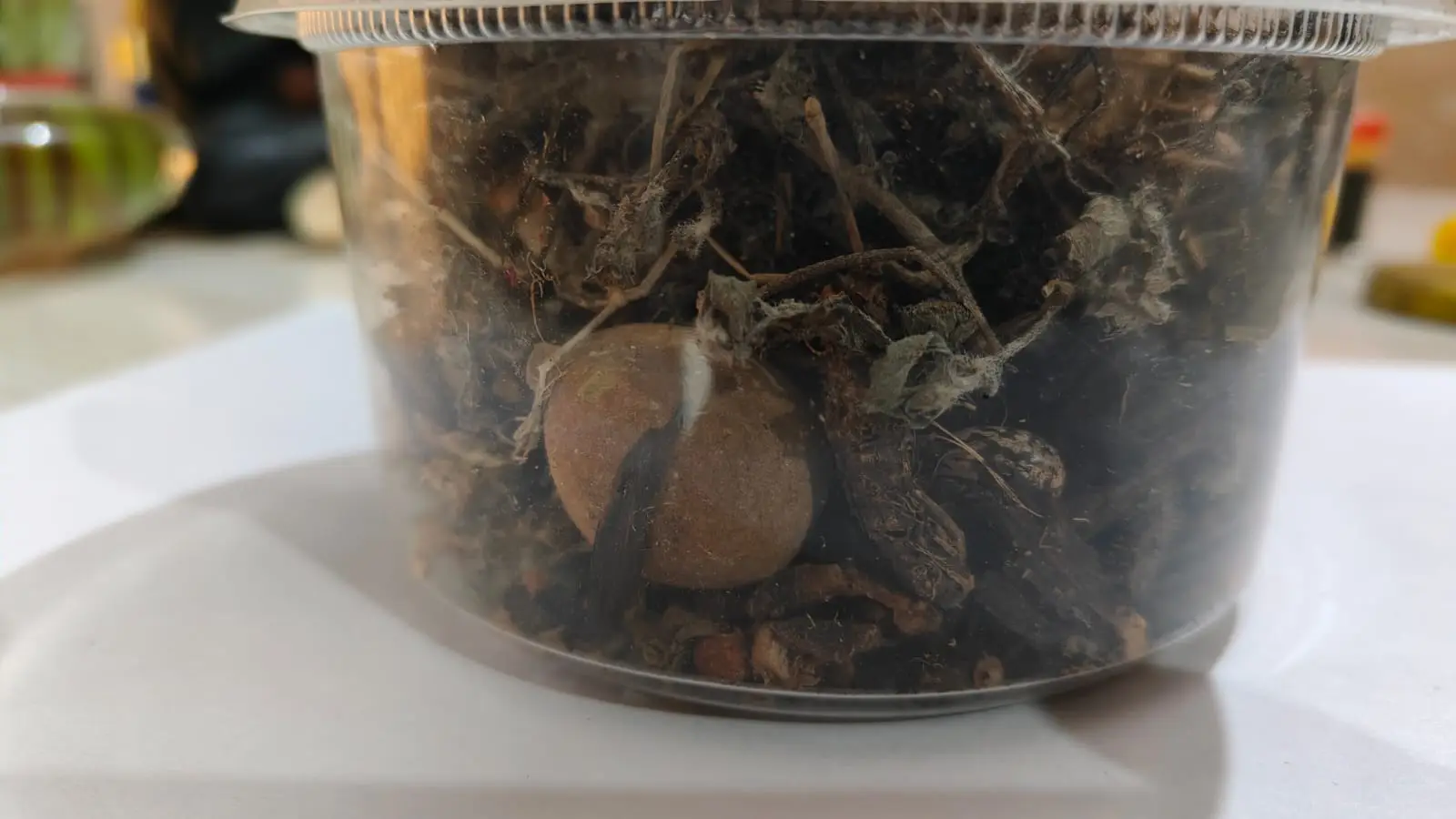 Natural herbs for hair growth